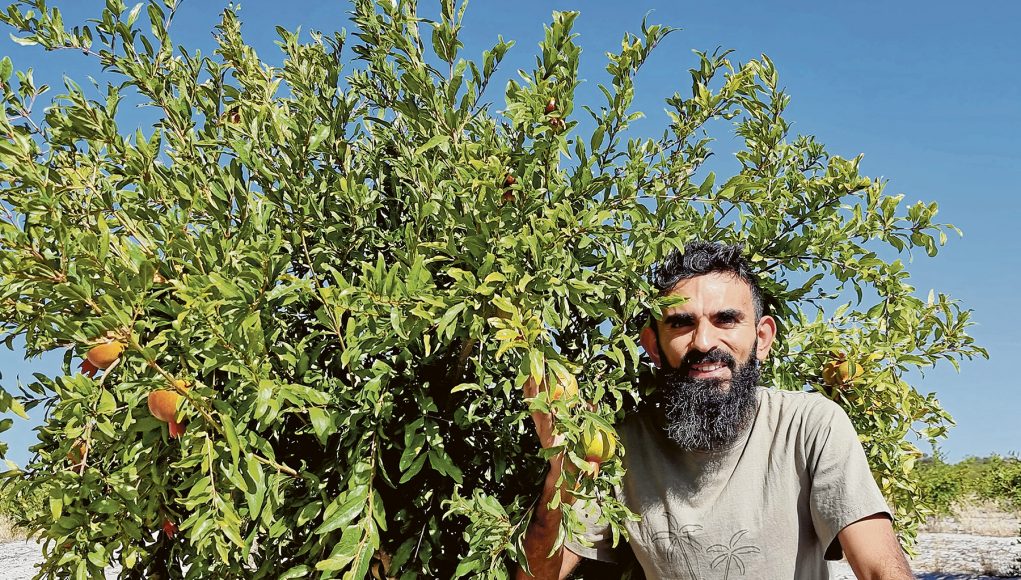 A smiling man with dark hair and a beard crouches next to a leafy green pomegranate tree. He is holding a pomegranate in his hand.