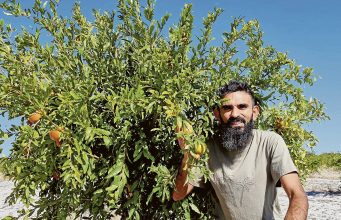 A smiling man with dark hair and a beard crouches next to a leafy green pomegranate tree. He is holding a pomegranate in his hand.
