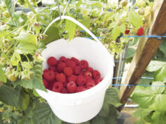 Harvest hangs in the hands of backpackers