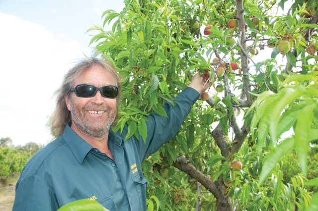 Michael Liddelow at Gingin Nursery picking peaches