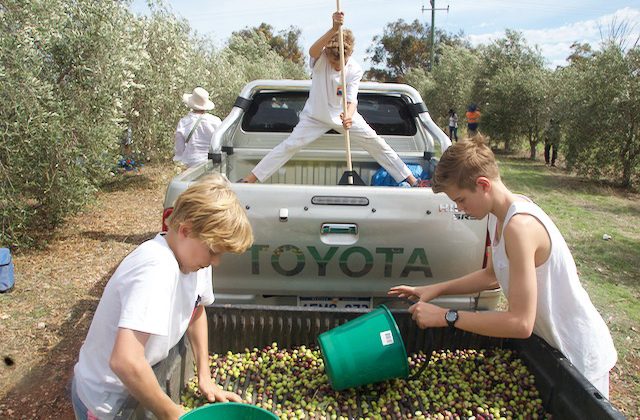 Olive picking in the Northern Valleys