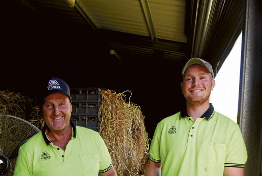 Smiling father and adult son in front of a large crate full of farm fresh garlic