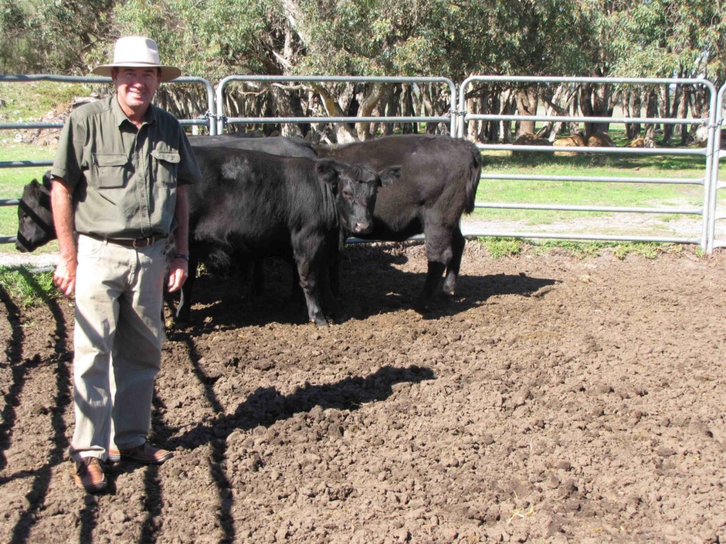 Heifer Quality on the Rise in Gingin